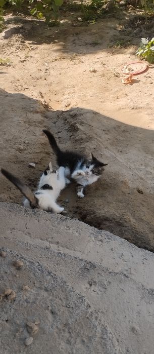 Котенок бесплатно!