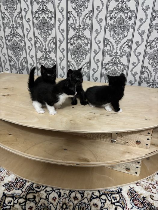 Марғау (кішкентай ұрғашы мысықтар)