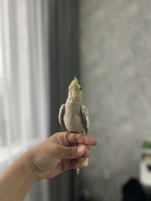Два попугая кореллы ручные