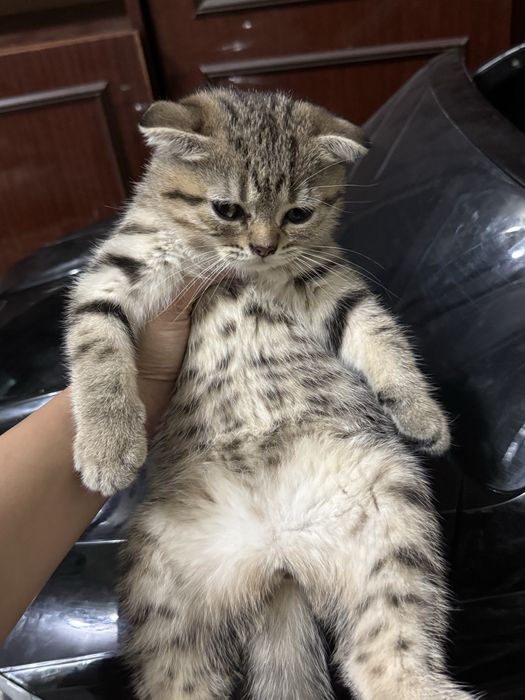 Продаются котята скотиш фолд и серебристая шиншилла