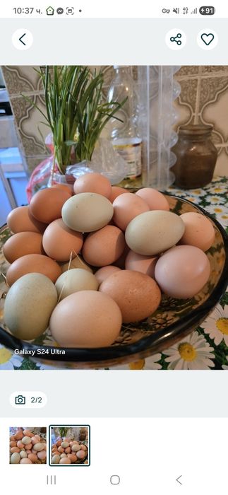 Домашни яйца от моя двор