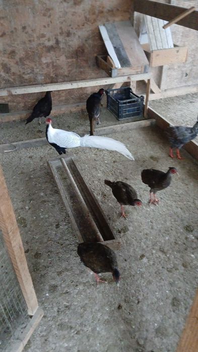 Fazani diferite rase