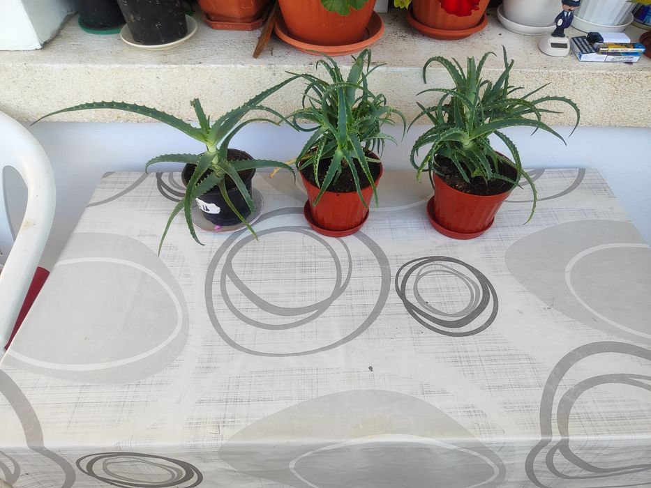 Алое Вера лечебно