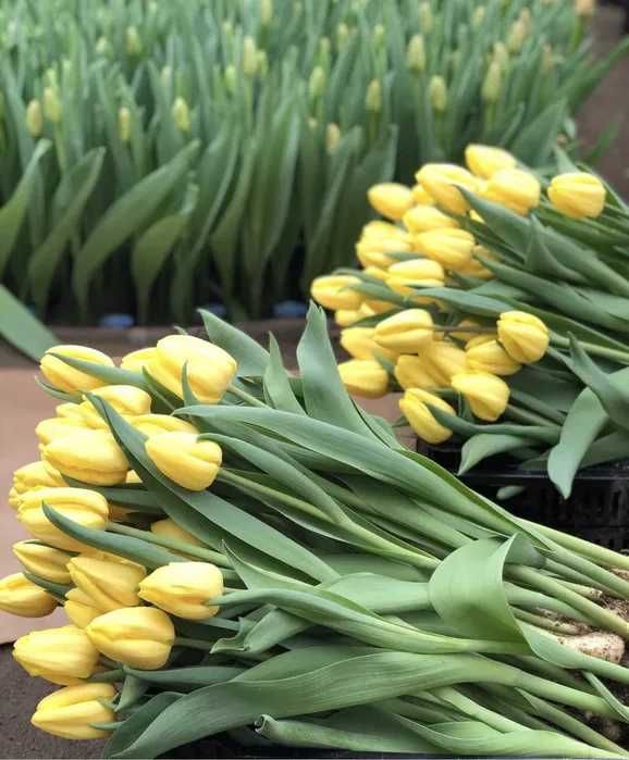 Тюльпаны Оптом Шымкент Тараз Кызылорда