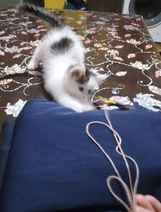 Отдам котёнка девочку