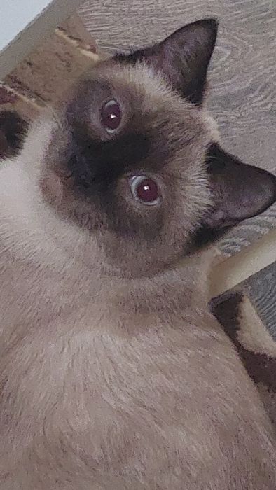 Нам нужен сиамский кот