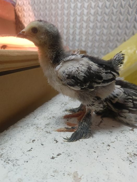 Тоза зотли брама  жужалар!