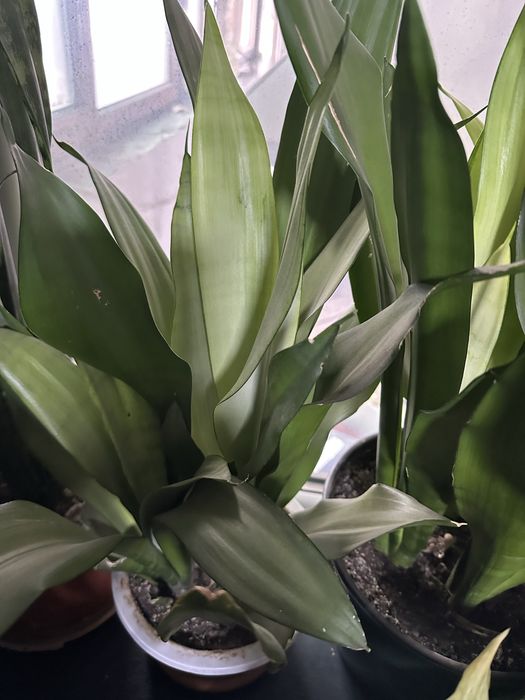 Цветы комнатные для дома