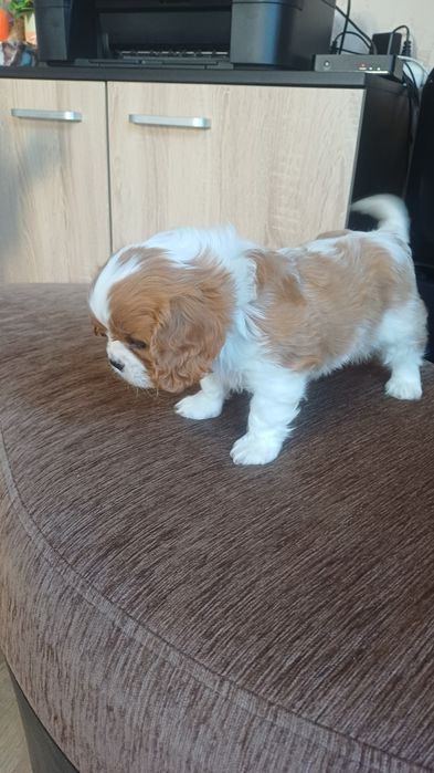 Продавам кавалер кинг чарлз шпаньол