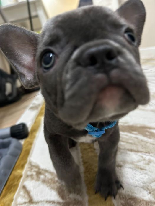 Продам Французский Бульдог