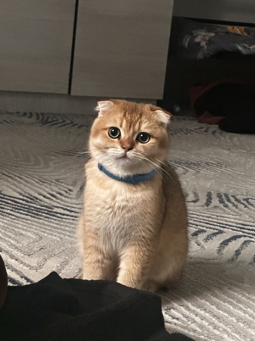 Британский золотая шиншилла