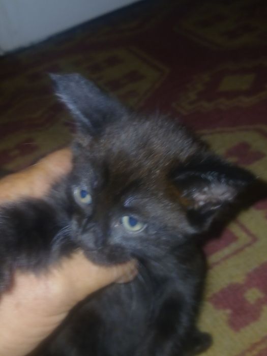 Отдам 2х котят в хорошие руки