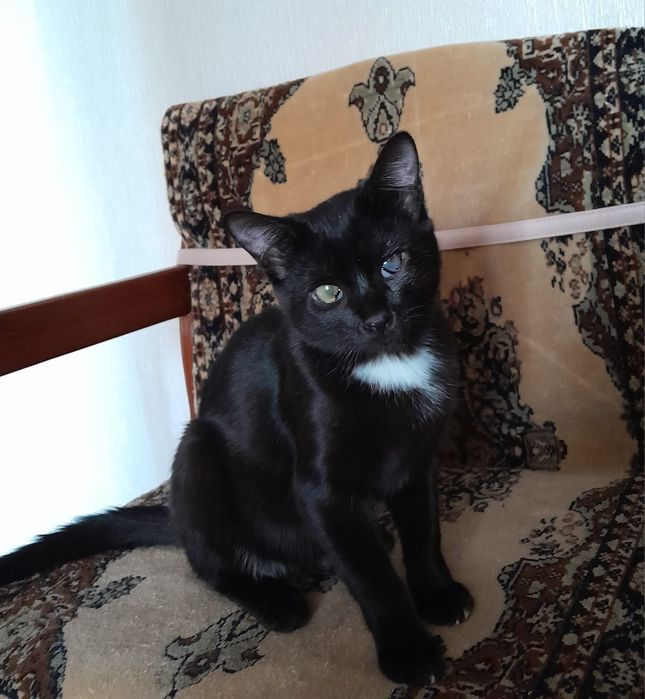 Отдам кота в добрые руки