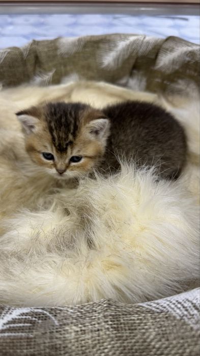 Продаются котята  британские шиншилллы