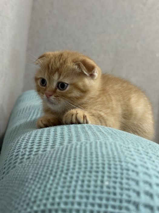 Скотиш фолд  (мальчик) 1 месяц