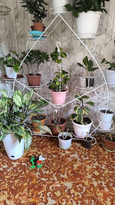 Хилма хил гуллар бор