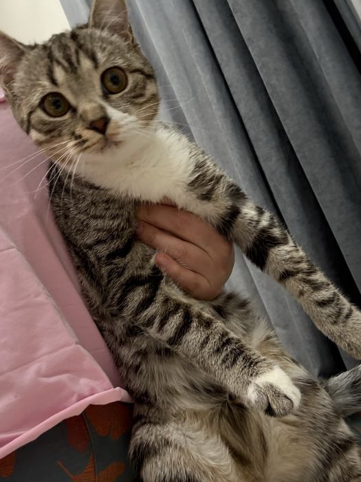 Отдам кошку бесплатно