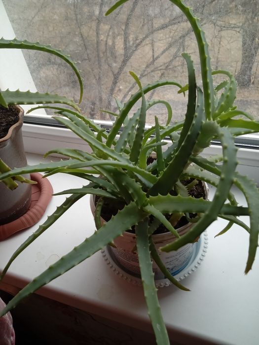 Продам лечебный алое