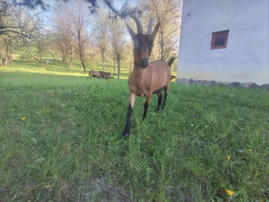 Capra Alpina Franceza și Țap
