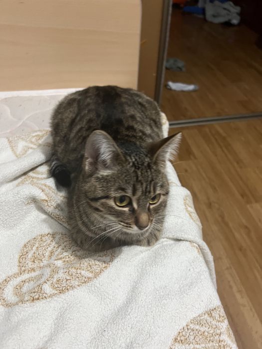 Кошка, 1 годик, привитая