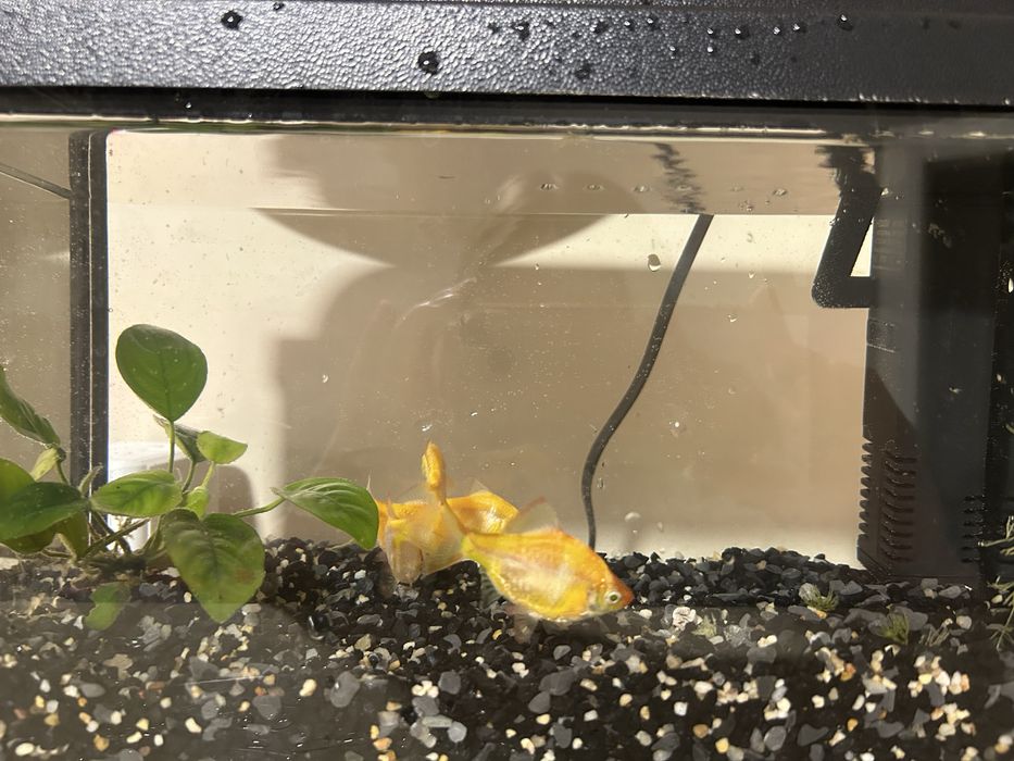 Аквариум с рыбками
