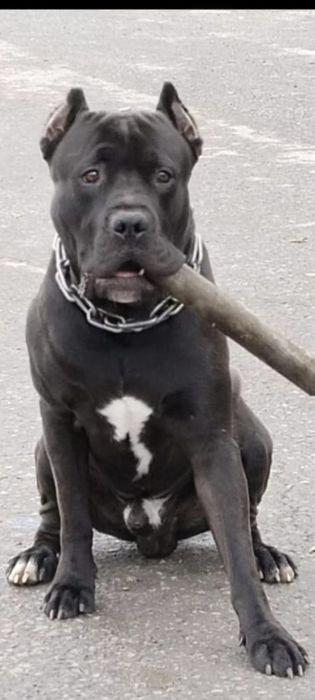 Продажа щенков пит-булей