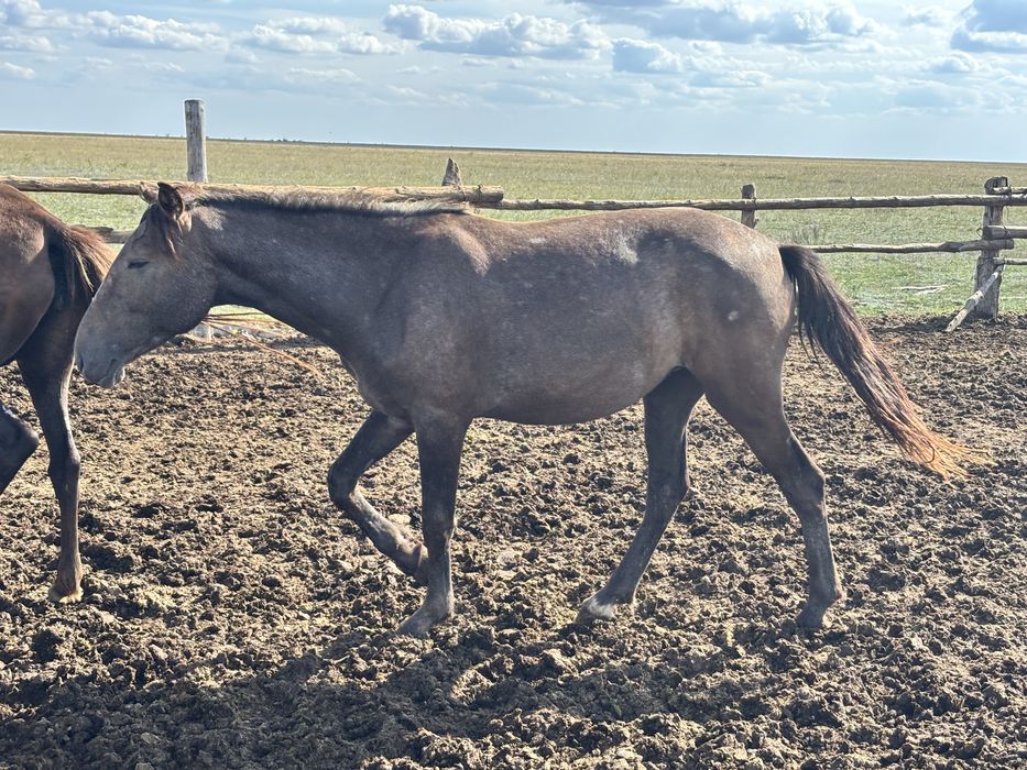 Жылқы сатылады..