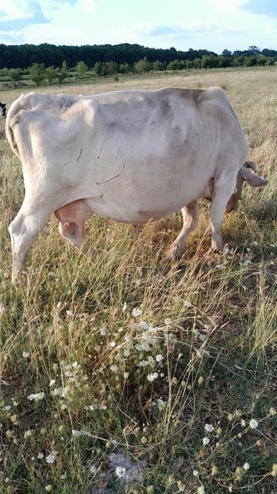 Vând 2 Vaci bune de lapte 8000 de lei Bucata