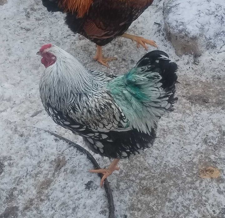 Wiandot cocoș tanar