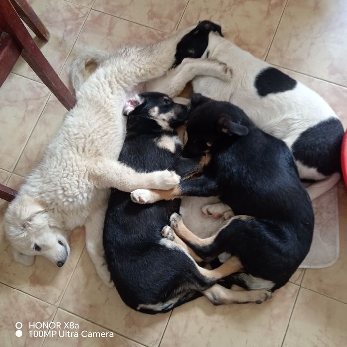 Donez catei de 3 luni
