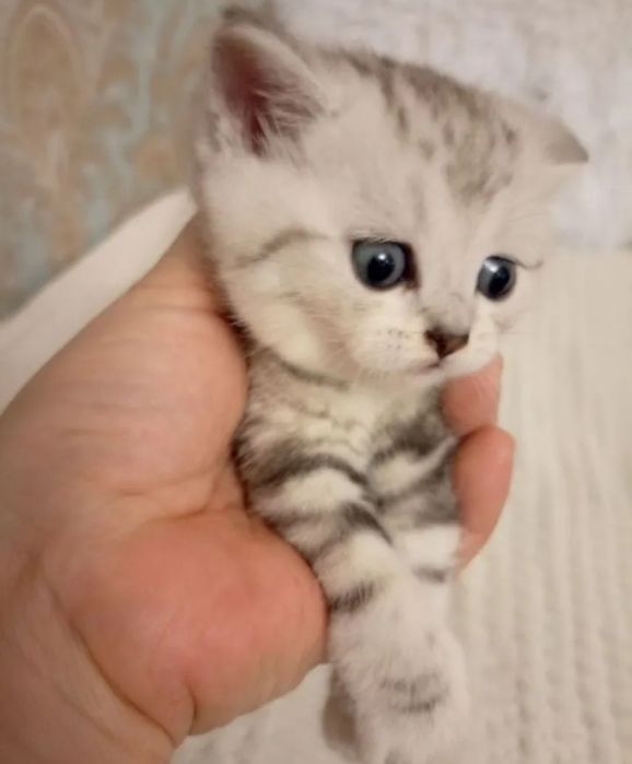 Котята шотландские