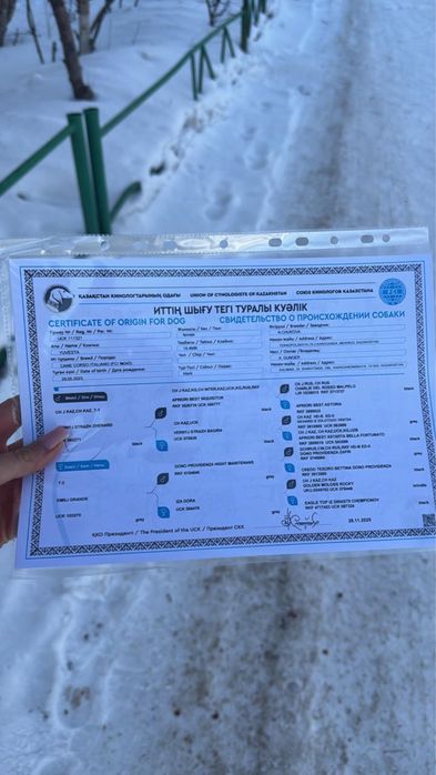 Продаются щенки cane corsо
