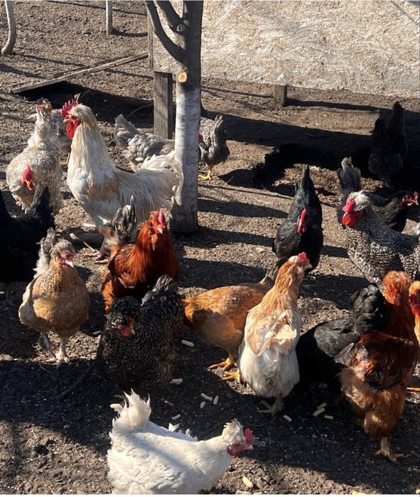 Oua incubat Gaini Motate,Barboase,Incaltate,Metisate