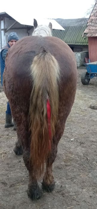 Scinb mînza de un an și 8 luni  pe oi