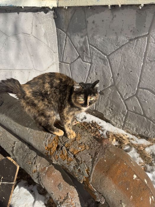 Кошка бесплатно пристраивается