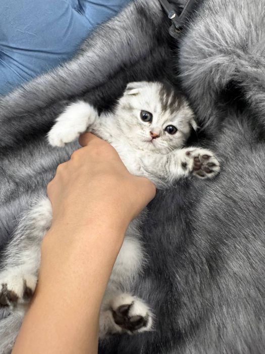 Skottish fold vezlouxoy vyazka