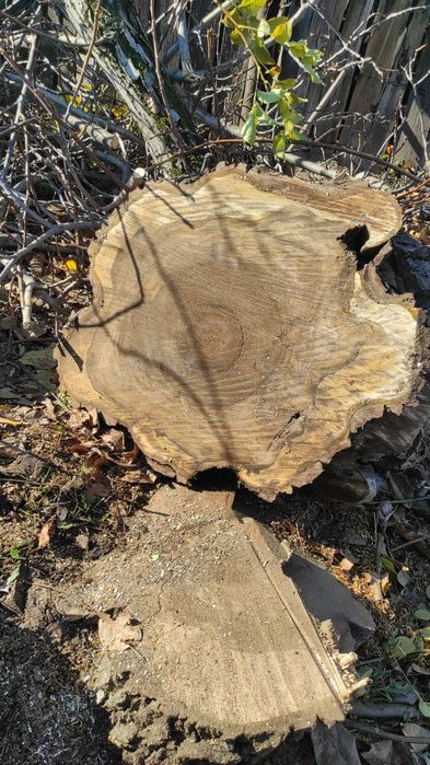 Rondele de nuc și plop