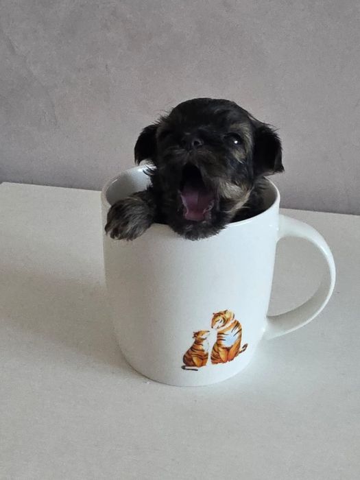 Щенки мальтипу йоркипу.