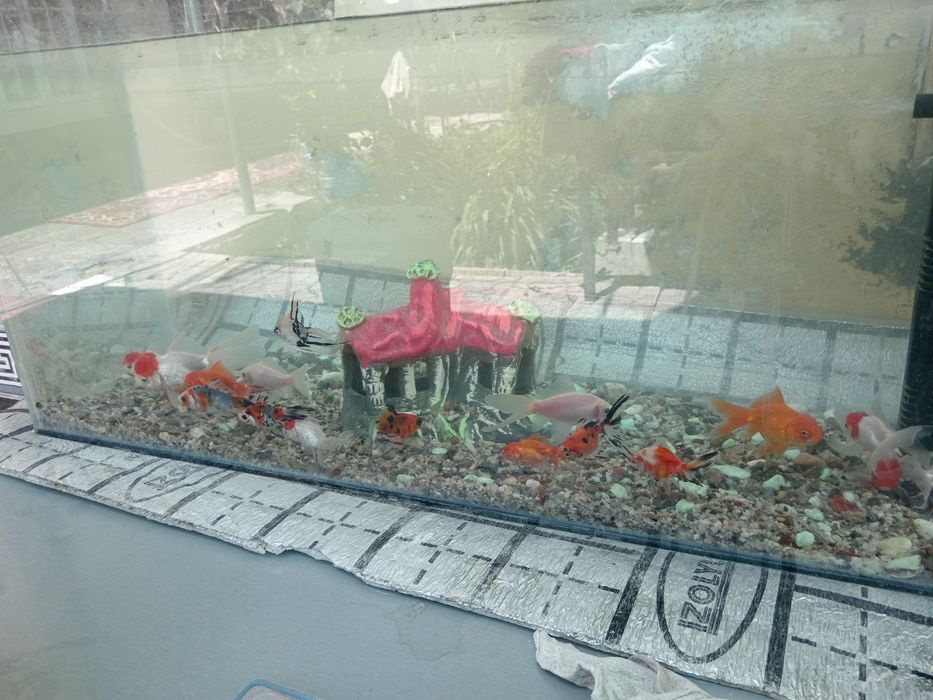 akvarium sotiladi oynali idishi baliqlari bilan