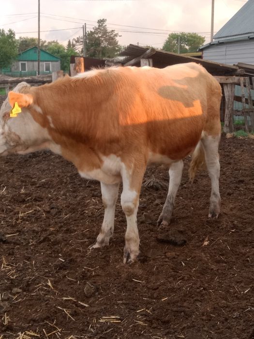 Продам породистого быка