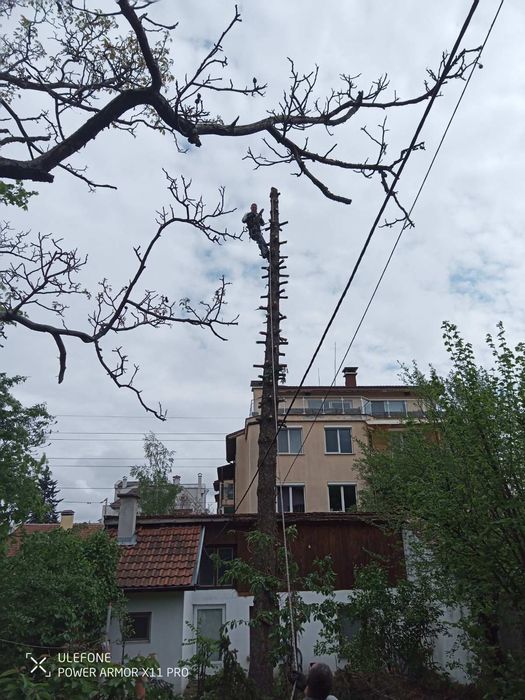 Рязане на опасни дървета в близост до сгради жици и други