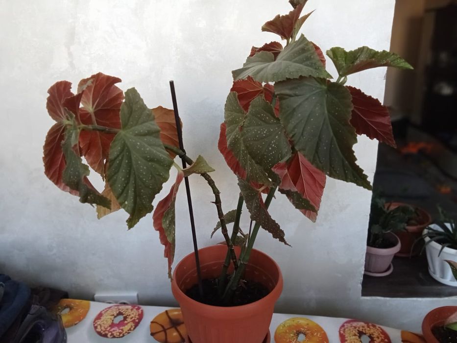 Продам цветы комнатные