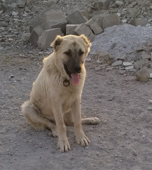 6 айлық күшік сатылады