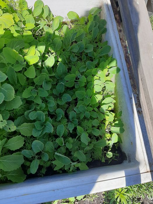 Продам капусту домашниё