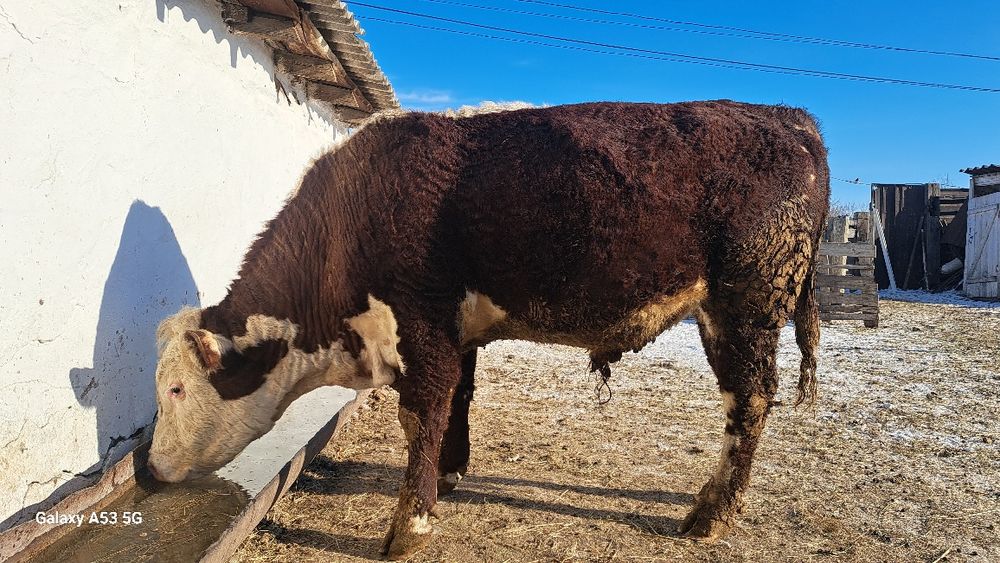 Бұза сатылады етке бык крс