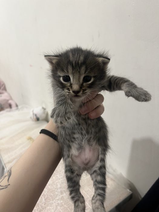 котят отдам 2 девочки 1 мальчик