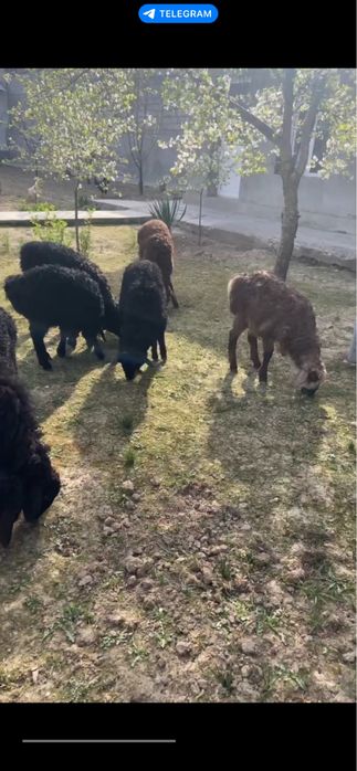 Qo’y qo’chqorla sotiladi