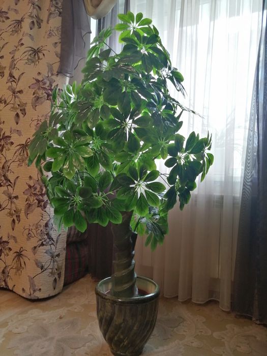 Растение в горшке