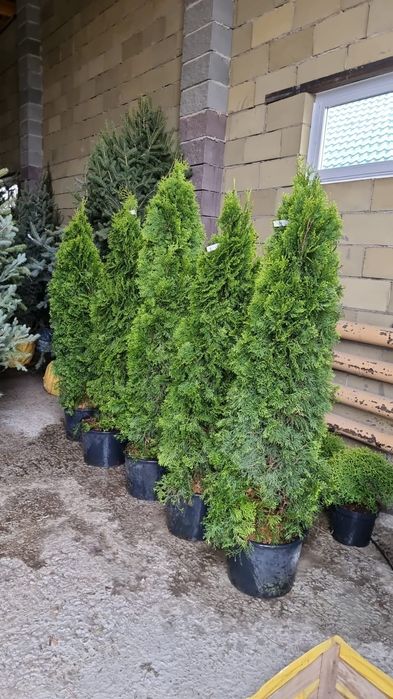 Туя смарагд туя шар