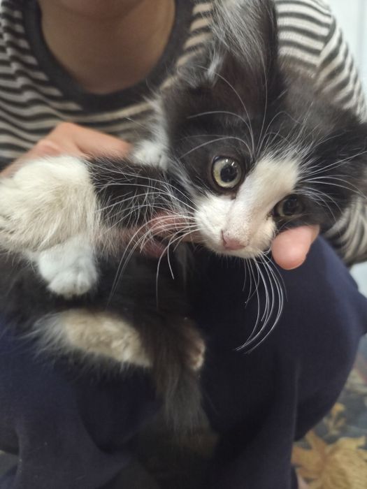 Отдам котёнка бесплатно